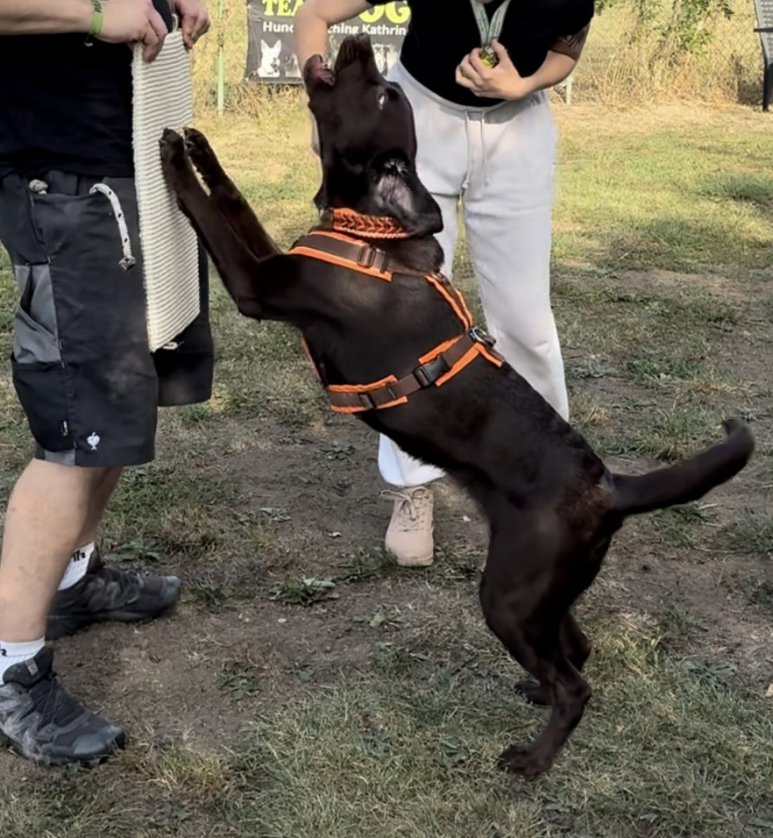 Mein Hund - mein persönlicher Bodyguard